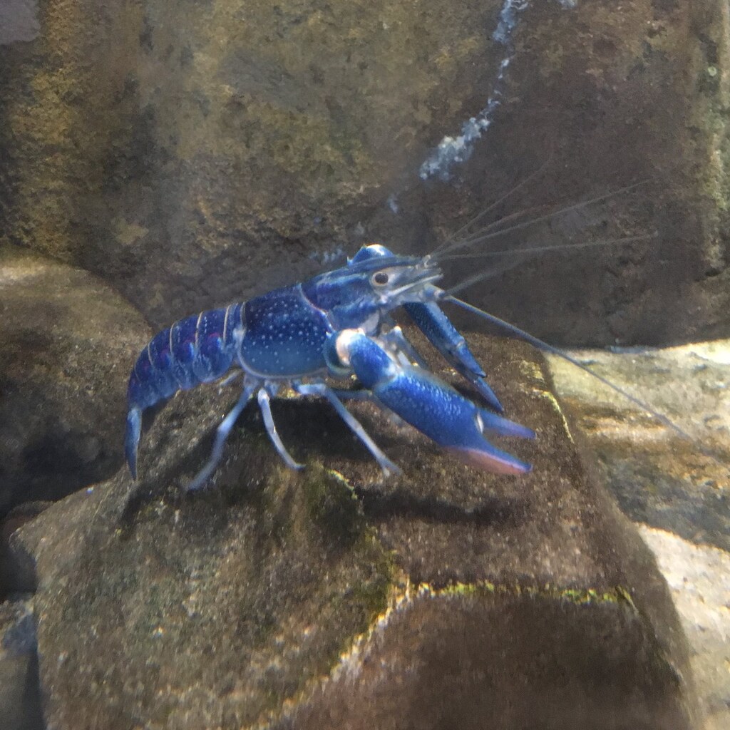 Photo of a yabby