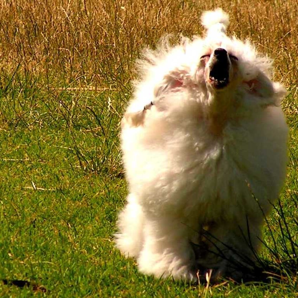 Photo of a yappy dog