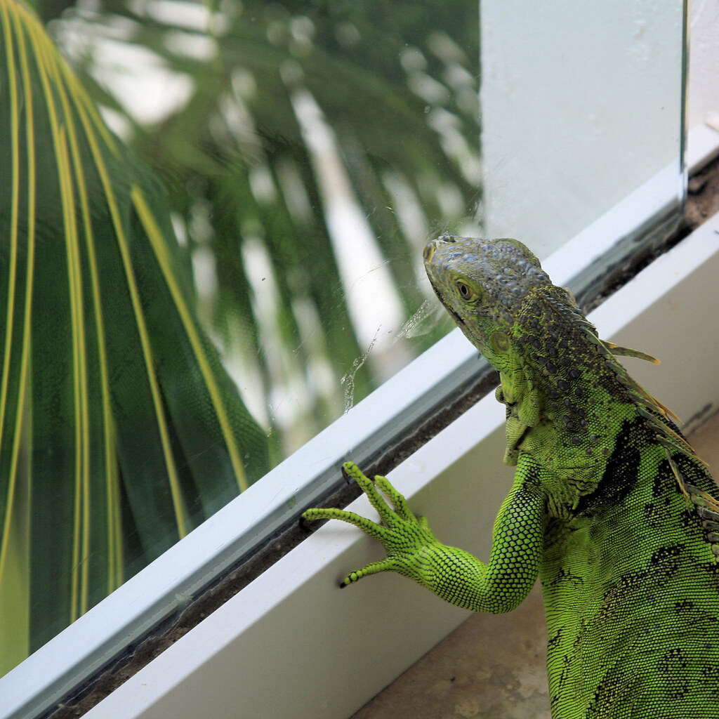 Photo of a lizard yearning to be outside