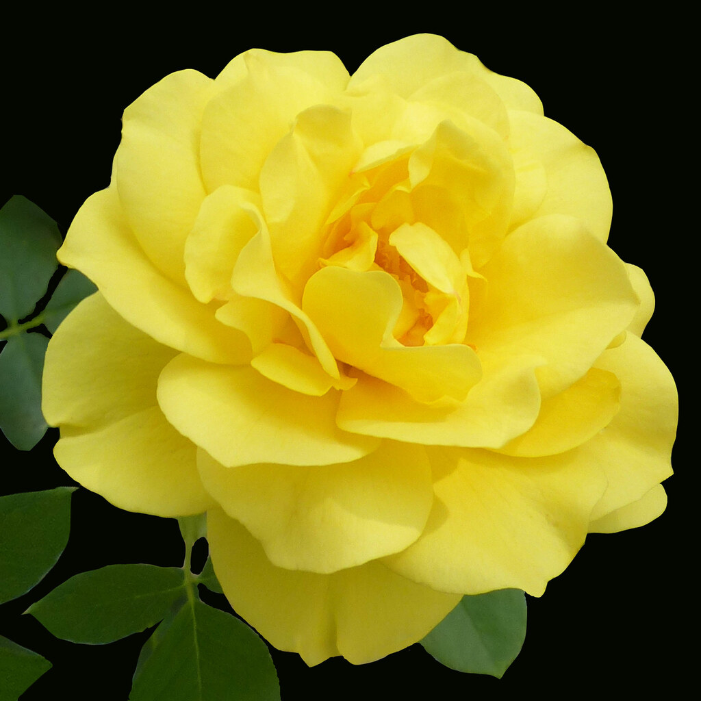 Photo of a yellow rose
