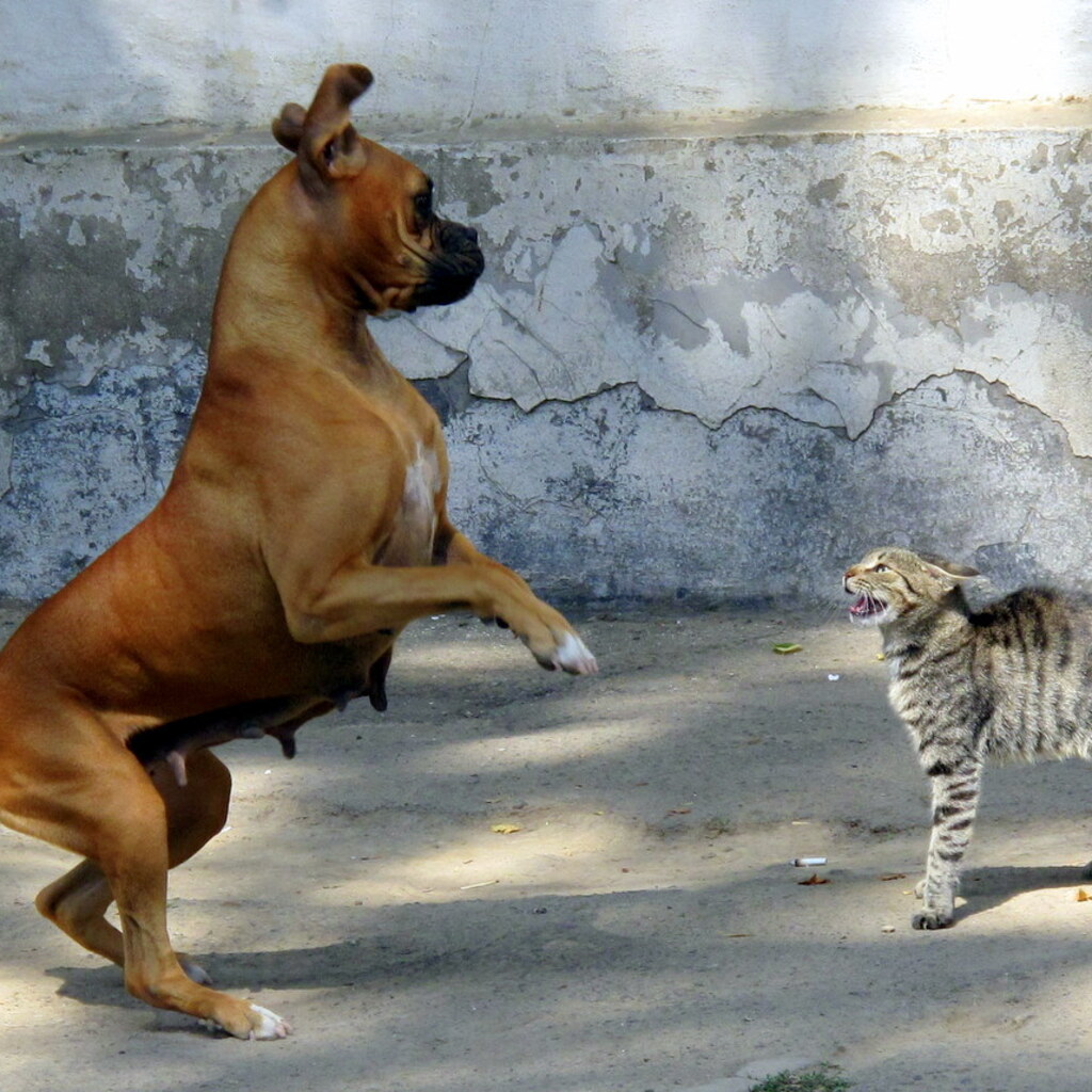Photo of a scared dog