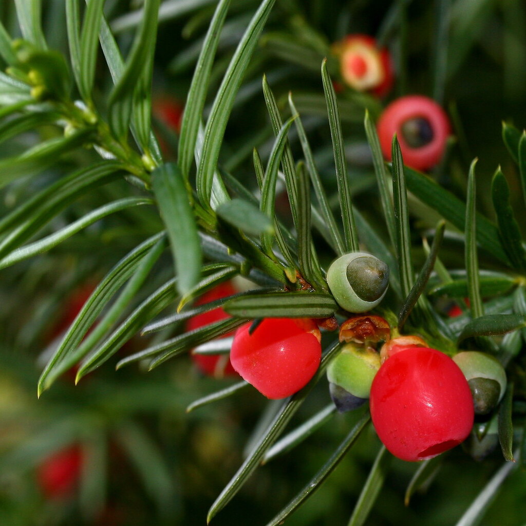 Photo of yew tree berries