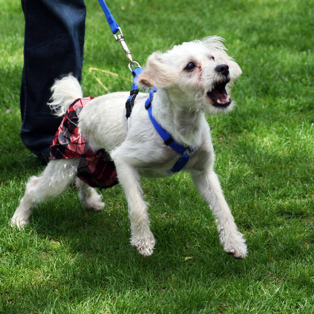 Photo of a yippy dog