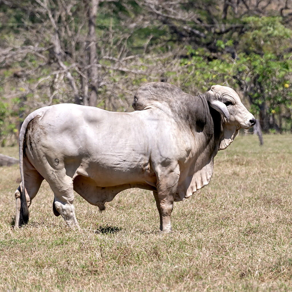 Photo of a zebu