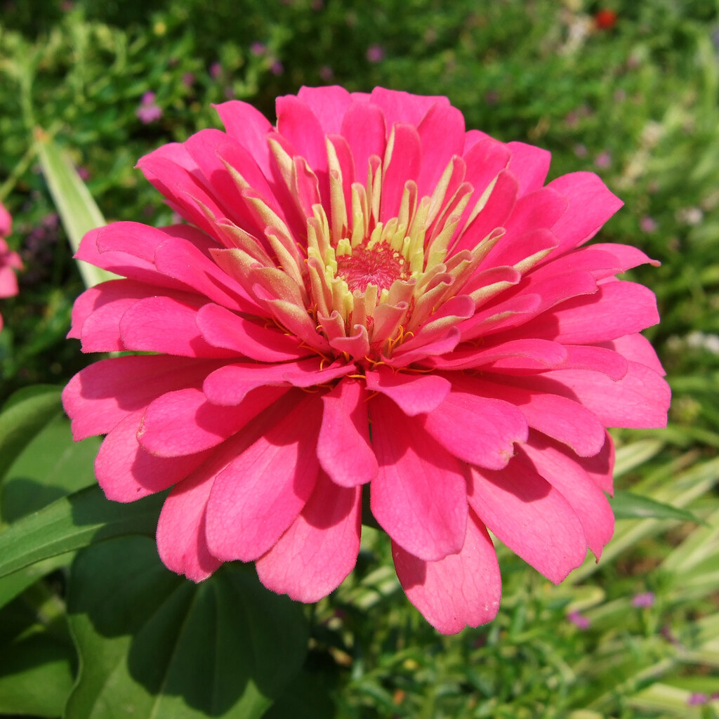 Photo of a pink zinnia.
