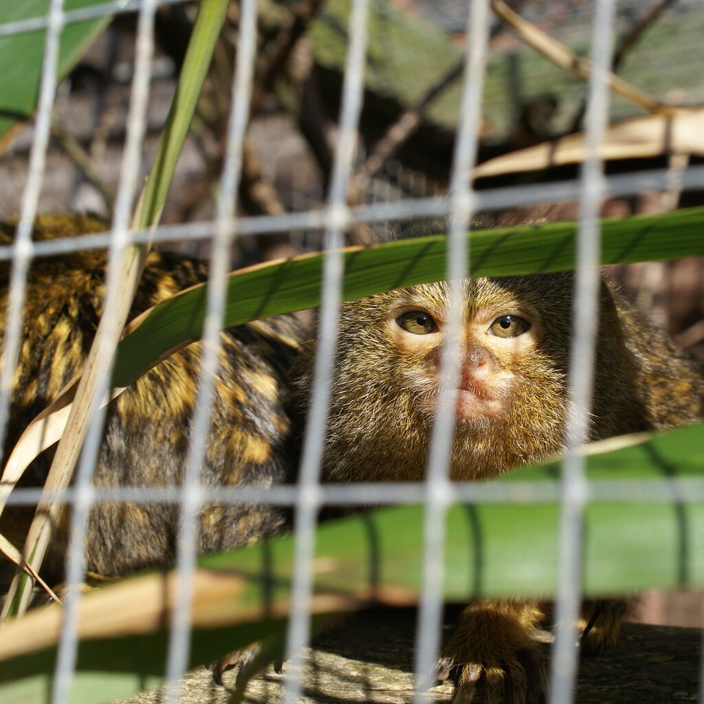 Photo of a monkey in a zoo
